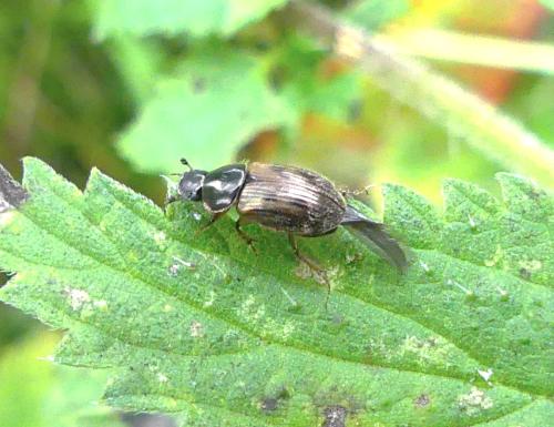 Nimbus sp.